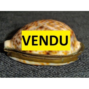 Coquillage boîte à chapelet