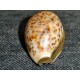Shell rosary box 